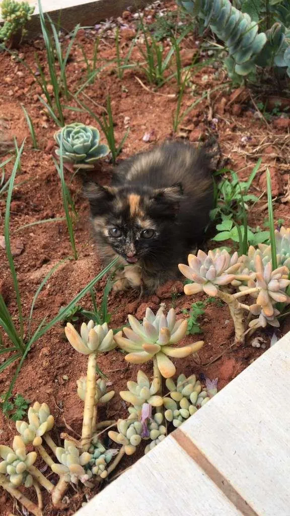 Gato ra a SRD-ViraLata idade 2 a 6 meses nome sem nome