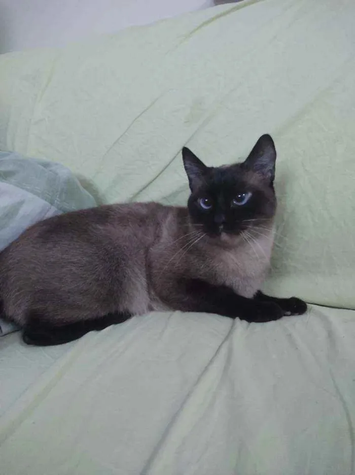 Gato ra a Siamesa idade 3 anos nome Aninha 