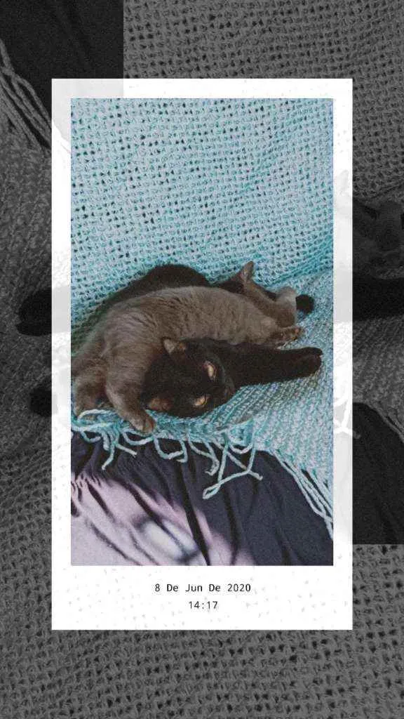 Gato ra a Srd idade 2 anos nome Beemo e Bone