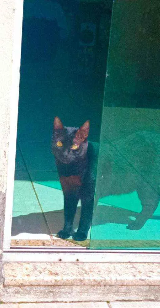Gato ra a Srd idade 2 anos nome Beemo e Bone