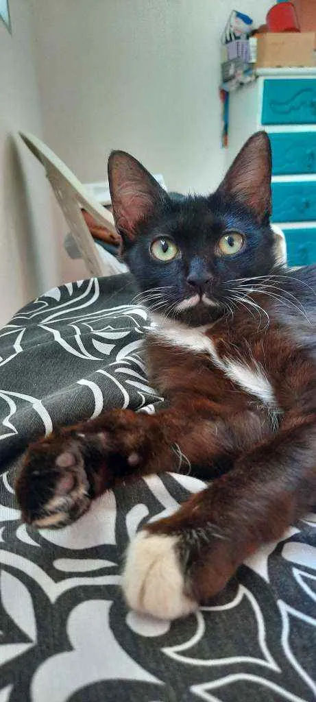 Gato raça Sd  idade 2 a 6 meses nome Lulu e Branquinha 