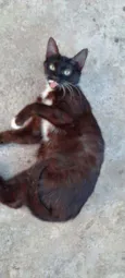 Lulu e Branquinha 