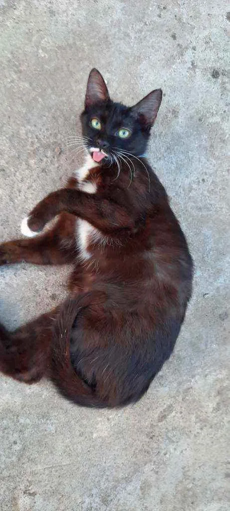 Gato raça Sd  idade 2 a 6 meses nome Lulu e Branquinha 