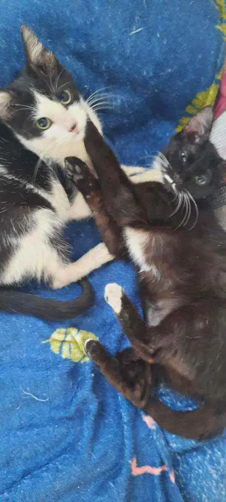 Gato raça Sd  idade 2 a 6 meses nome Lulu e Branquinha 