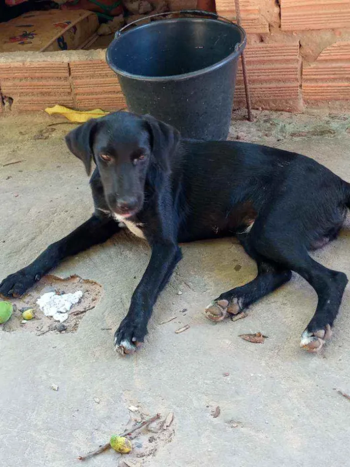 Cachorro ra a Vira lata idade 7 a 11 meses nome Sem nome