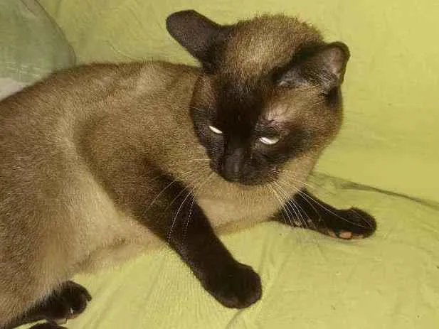 Gato ra a Siamesa idade 3 anos nome Aninha 