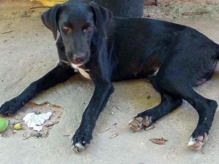 Cachorro ra a Vira lata idade 7 a 11 meses nome Sem nome