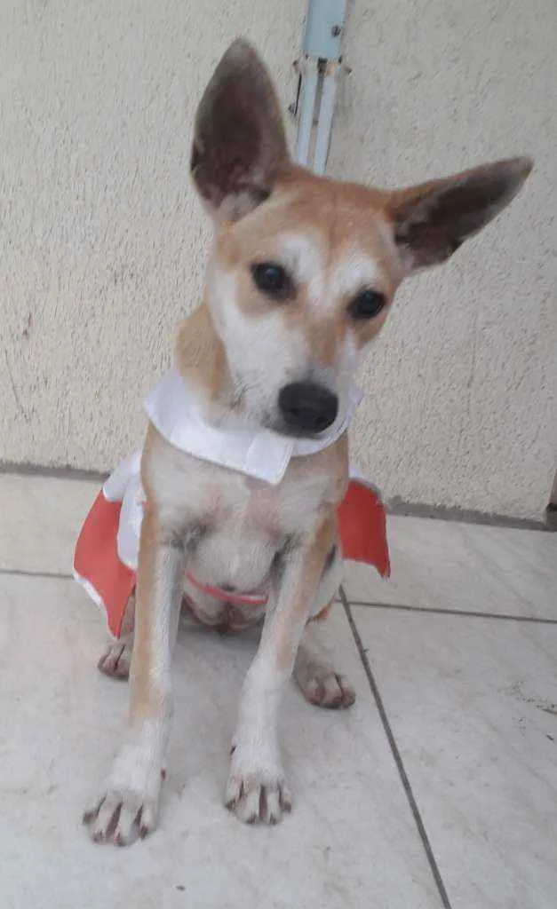 Cachorro ra a SRD idade 7 a 11 meses nome Kia