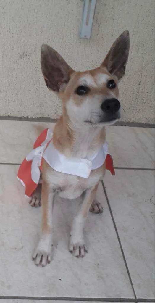 Cachorro ra a SRD idade 7 a 11 meses nome Kia