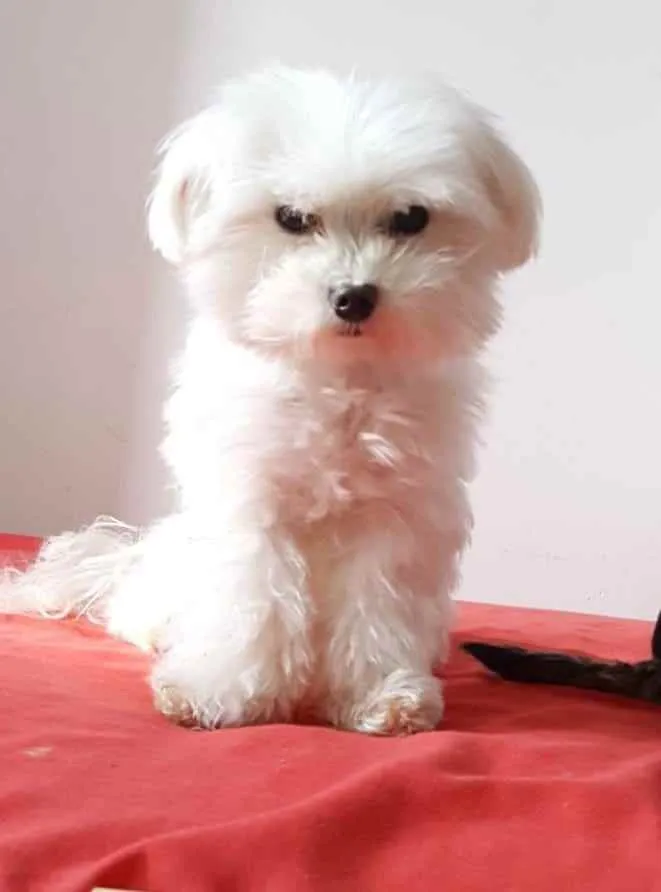 Cachorro raça Maltês  idade 6 ou mais anos nome Meny