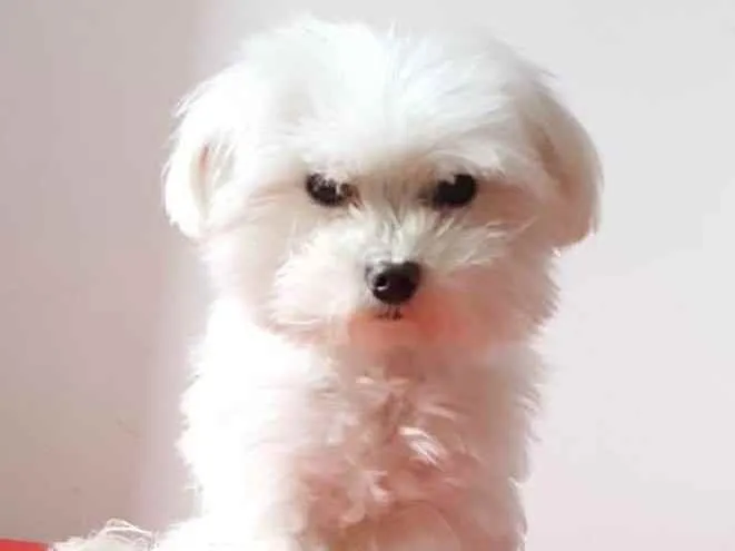 Cachorro raça Maltês  idade 6 ou mais anos nome Meny