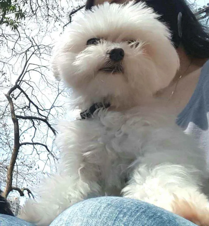 Cachorro raça Maltês  idade 6 ou mais anos nome Meny