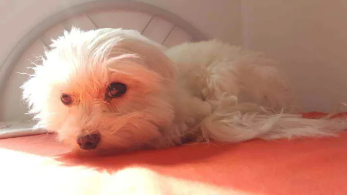 Cachorro raça Maltês  idade 6 ou mais anos nome Meny