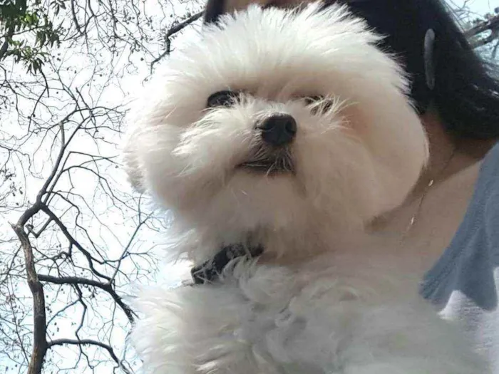 Cachorro raça Maltês  idade 6 ou mais anos nome Meny