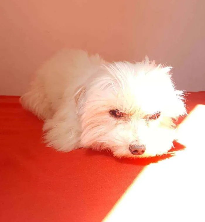 Cachorro raça Maltês  idade 6 ou mais anos nome Meny