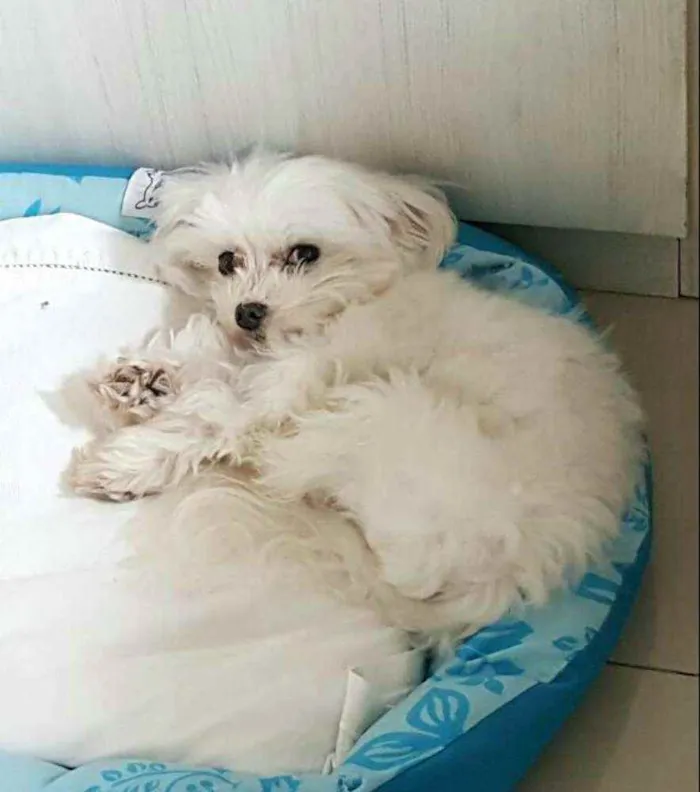 Cachorro raça Maltês  idade 6 ou mais anos nome Meny