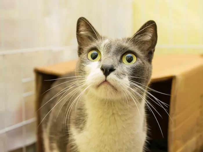 Gato raça SRD-ViraLata idade 2 anos nome Zélio