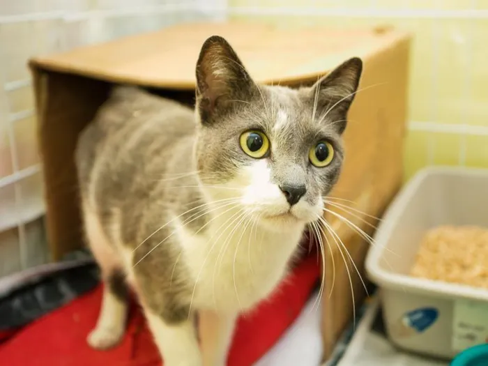 Gato raça SRD-ViraLata idade 2 anos nome Zélio