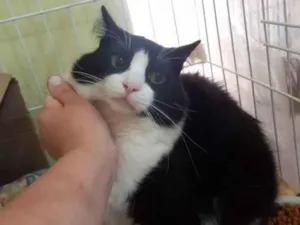 Gato raça SRD-ViraLata idade 7 a 11 meses nome Romeo