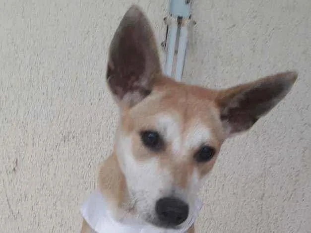 Cachorro ra a SRD idade 7 a 11 meses nome Kia