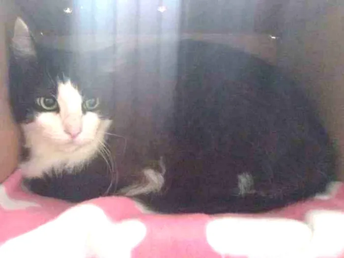 Gato raça SRD-ViraLata idade 7 a 11 meses nome Juliet