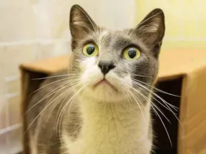 Gato raça SRD-ViraLata idade 2 anos nome Zélio