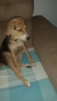 Bela