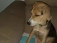 Bela