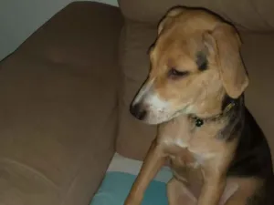 Cachorro raça Virá lata idade 2 a 6 meses nome Bela