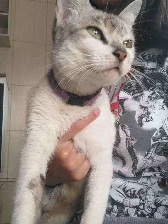 Gato raça  idade 5 anos nome Melinda May