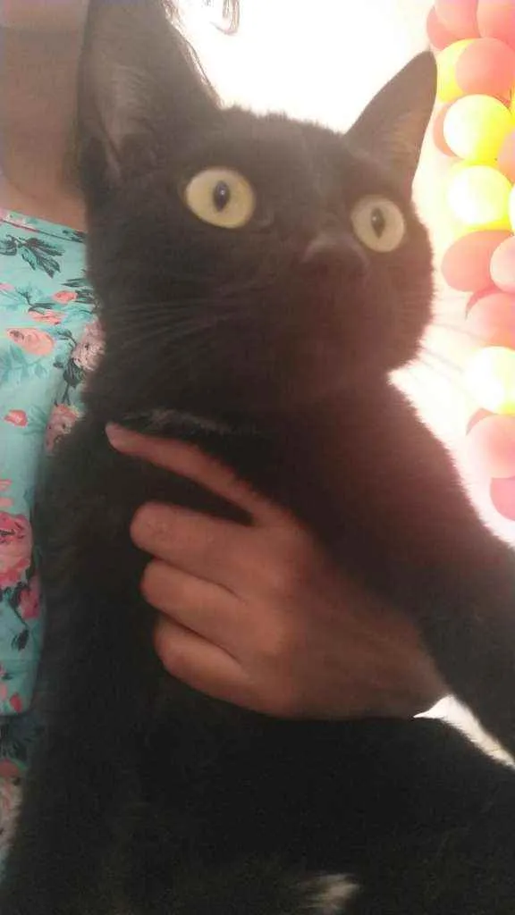 Gato raça  idade 2 anos nome Banguela