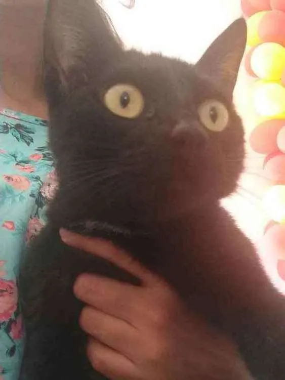 Gato raça  idade 2 anos nome Banguela