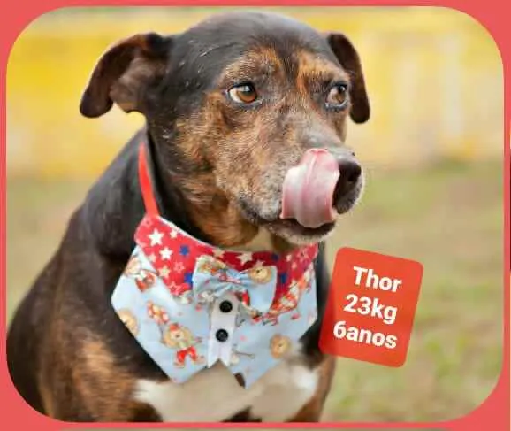 Cachorro raça  idade 6 ou mais anos nome Thor 