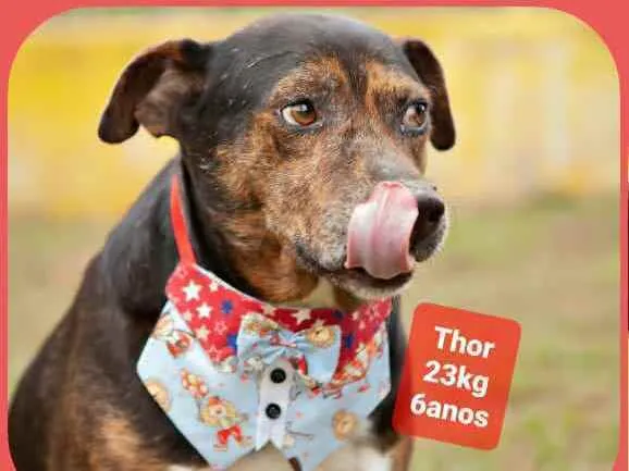 Cachorro raça  idade 6 ou mais anos nome Thor 