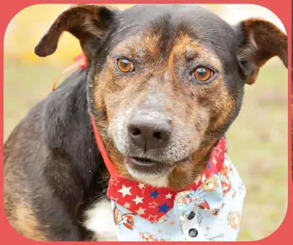 Cachorro raça  idade 6 ou mais anos nome Thor 