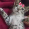 Mel 