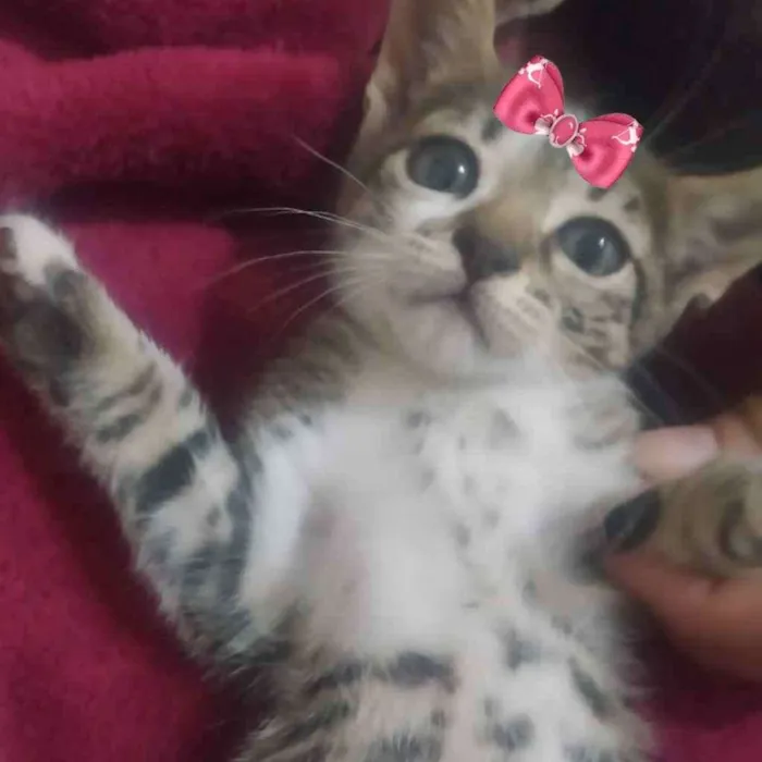 Gato ra a Mestiça  idade 2 a 6 meses nome Mel 