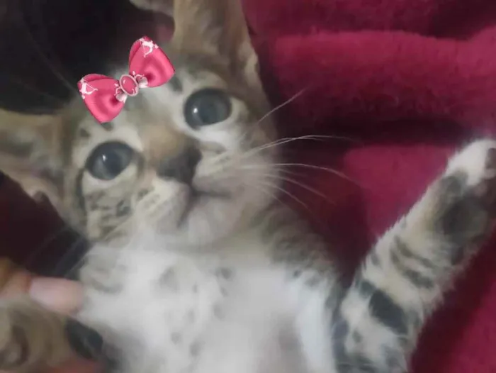 Gato ra a Mestiça  idade 2 a 6 meses nome Mel 