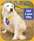Olaf ( especial)