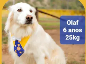 Cachorro raça  idade 6 ou mais anos nome Olaf ( especial)