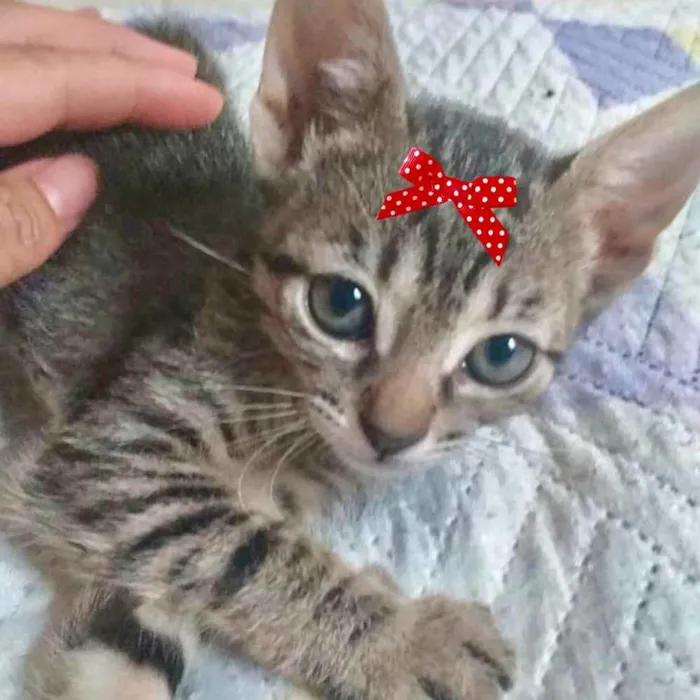 Gato ra a Mestiça  idade 2 a 6 meses nome Kika 