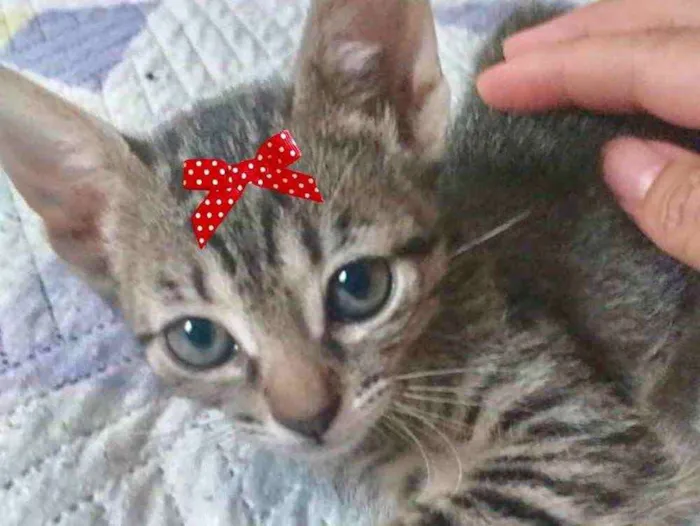 Gato ra a Mestiça  idade 2 a 6 meses nome Kika 
