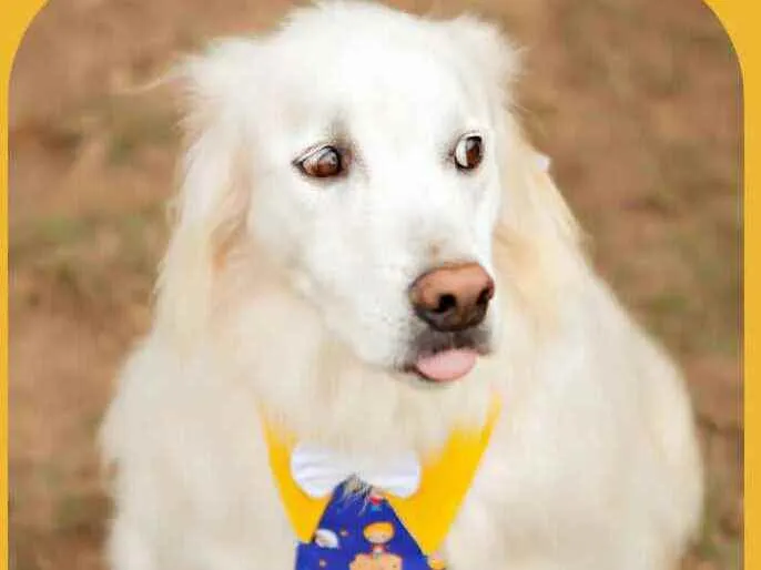 Cachorro raça  idade 6 ou mais anos nome Olaf ( especial)