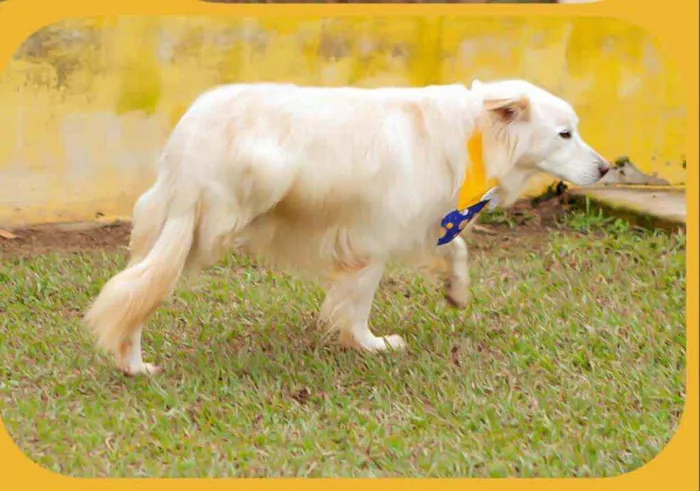 Cachorro raça  idade 6 ou mais anos nome Olaf ( especial)