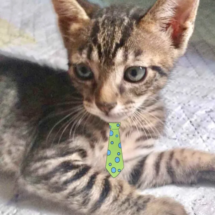 Gato ra a Mestiço  idade 2 a 6 meses nome Teo 