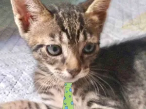 Gato raça Mestiço  idade 2 a 6 meses nome Teo 