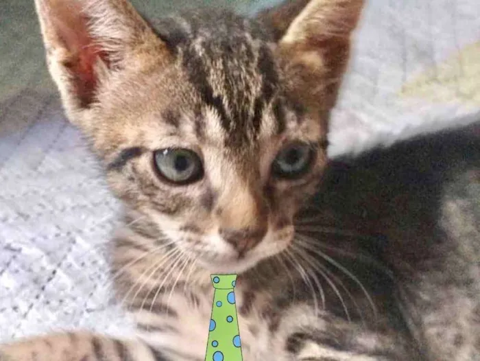 Gato ra a Mestiço  idade 2 a 6 meses nome Teo 