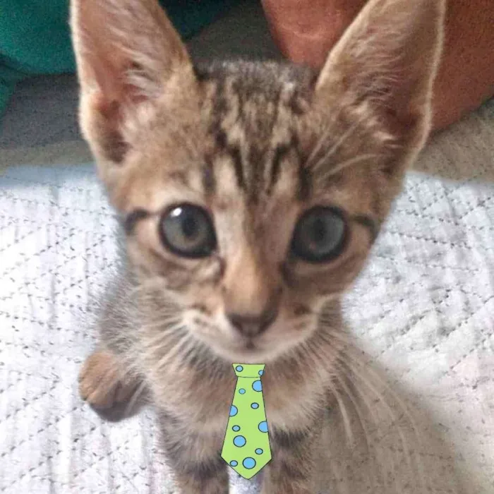 Gato ra a Mestiço  idade 2 a 6 meses nome Pingo 