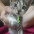 Léo 