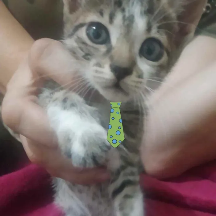 Gato ra a Mestiço  idade 2 a 6 meses nome Léo 